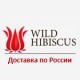 Wild hibiscus, цветы дикого гибискуса или коктейльный цветок